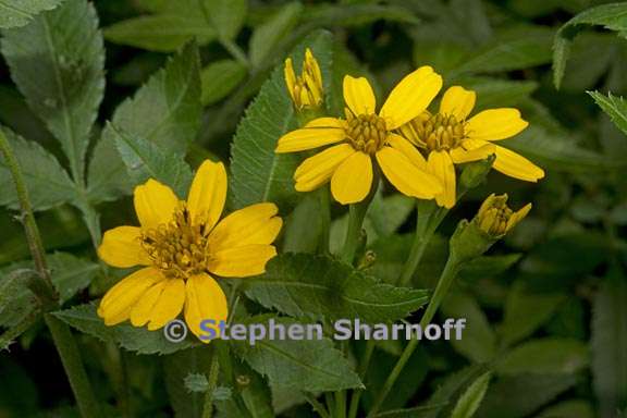 tagetes nelsonii 1 graphic